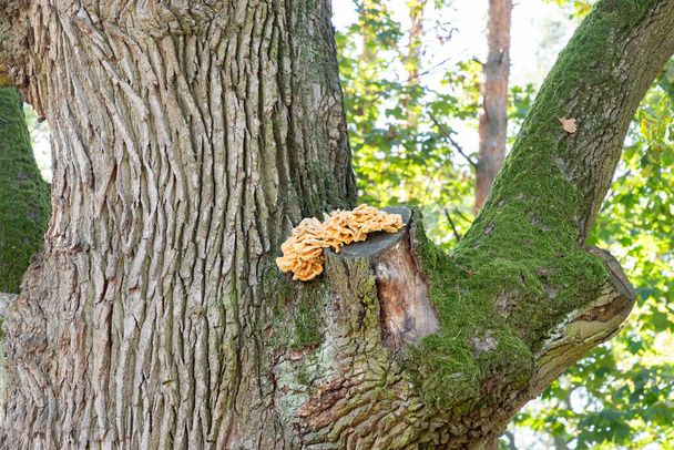 Гигантский желтый тритуриум (свинопаразит) грибной паразит на коре дерева. Полипоры древесной грибковой серы, полки серы или грибы курицы (Laetiporus sulphureus) на покрытых стволом мха. - Фото, изображение