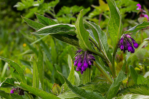 На лузі серед диких трав цвіте мерзлота Symphytum officinale
. - Фото, зображення