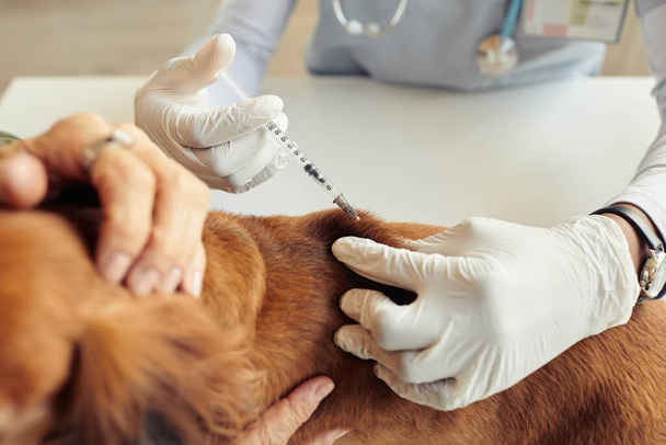 Gros plan du chien vaccinateur vétérinaire méconnaissable avec seringue injectable, espace de copie - Photo, image