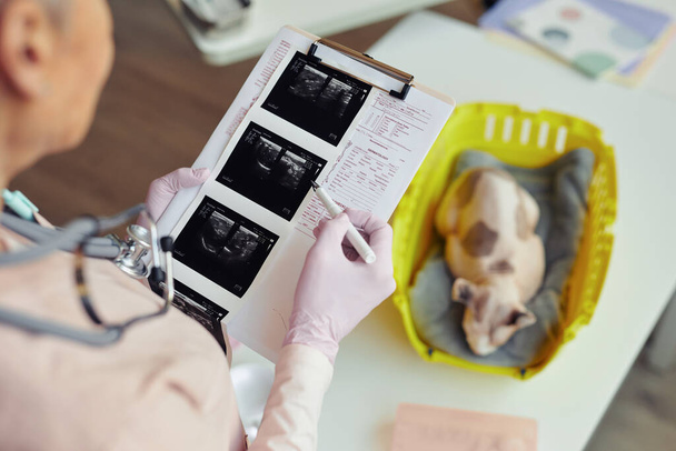 Hohe Nahaufnahme des leitenden Tierarztes, der Gesundheitstabelle liest und Ultraschallbilder während der Gesundheitsprüfung für Haustierkatze betrachtet, Kopierplatz - Foto, Bild