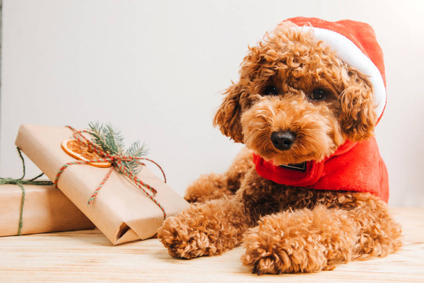 Close-up small ginger poodle dog in a Santa suit on a light background. Pets portrait. Christmas greetings card, front view - Photo, Image