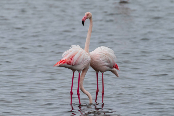 Większe flamingi - Fenicopterus roseus - wzdłuż wybrzeży zatoki Walvis, Namibia. - Zdjęcie, obraz
