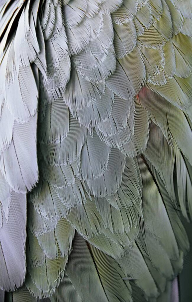 фотографія крупним планом пташиного крила, крупним планом пташине крило з червоною плямою. - Фото, зображення