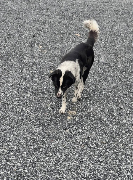 駐車場を横断して歩いている犬の写真です フリスビーとの舗装を歩いている犬がいます. - 写真・画像