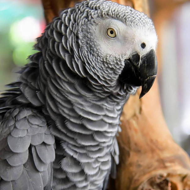 фотографія папуги, що сидить на гілці дерева, є великий папуга, який сидить на гілці. - Фото, зображення