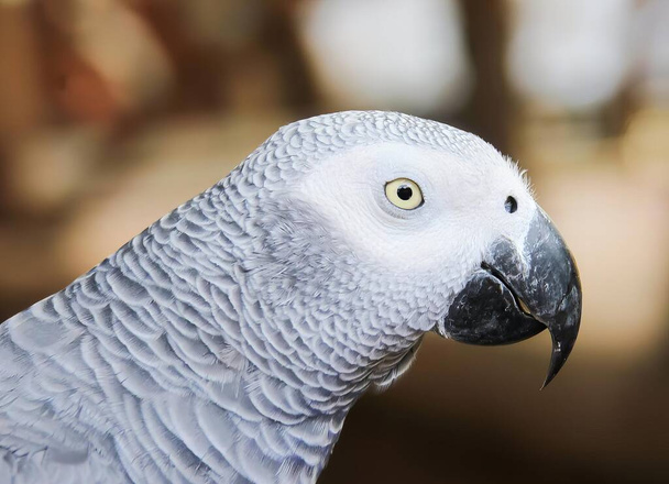 eine Fotografie eines Papageis mit weißem Kopf und grauem Körper, ein großer grauer Papagei mit weißem Kopf und schwarzem Schnabel. - Foto, Bild