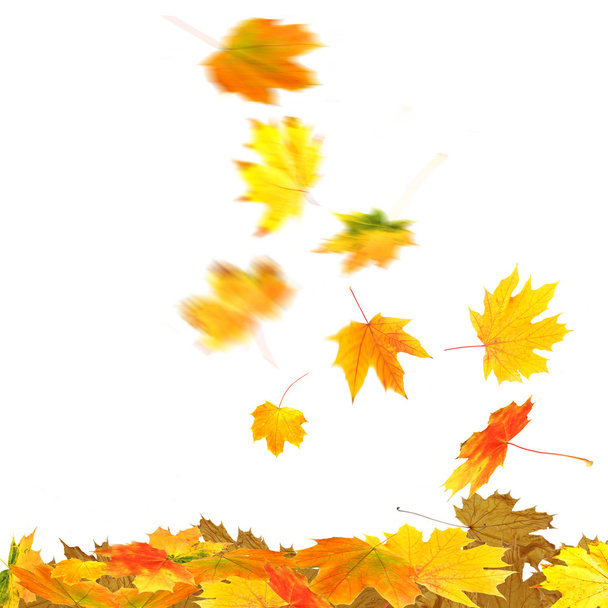 Collage of autumn leaves, isolated on white - Foto, Bild