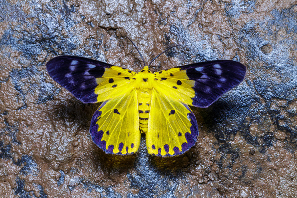 Top view of Dysphania militaris moths - Photo, Image