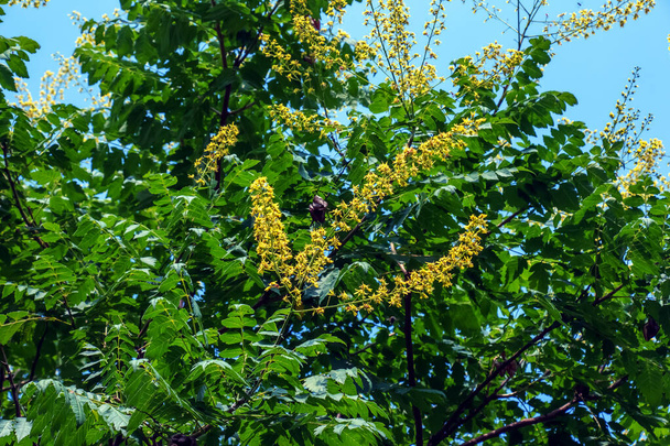Koelreuteria paniculata. Flores amarillas de la planta contra el cielo azul
 - Foto, Imagen