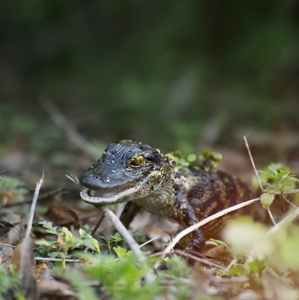 Alligatorbaby - Foto, Bild