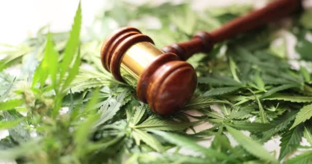 Juez martillo con hojas de cáñamo en la corte. Prohibición de la legalización de la marihuana y responsabilidad penal - Imágenes, Vídeo
