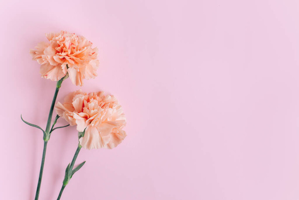 Όμορφα λουλούδια από παστέλ γαρύφαλλο ροδάκινο σε ροζ φόντο. Θέση για κείμενο. Επίπεδη. - Φωτογραφία, εικόνα