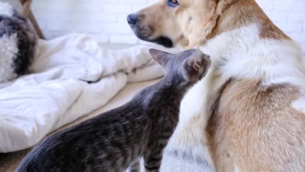 Duży pies i mały kotek wąchający się nawzajem w domu, kot patrzący spięty na psa, kota i psa mieszkających razem, spowolniony ruch - Materiał filmowy, wideo