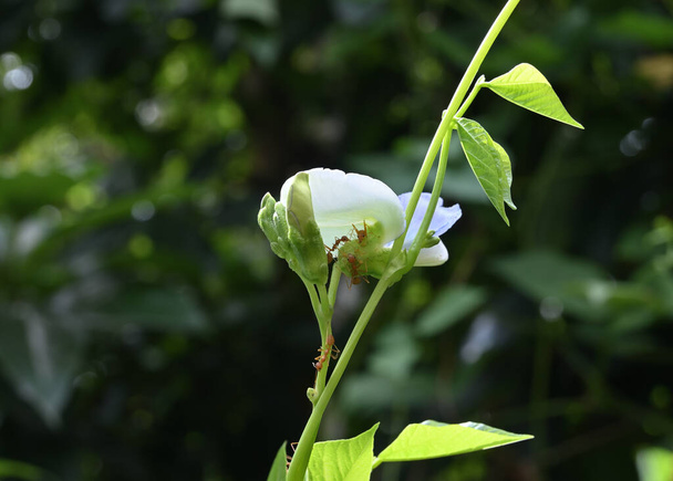 Boční pohled na okřídlenou fazolovou révu (Psophocarpus Tetragonolobus) s okřídlenými fazolovými květy a poupaty, jakož i tkalcovskými mravenci - Fotografie, Obrázek