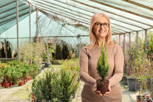 Mature woman holding a small evergreen tree in a pot inside a glasshouse - Foto, immagini