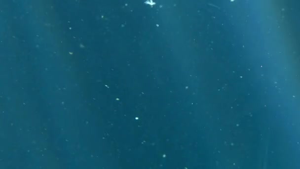 Při pohledu přes sklo při ponoření pod vodou, pov 4k plovoucí částice a Godrays - Záběry, video
