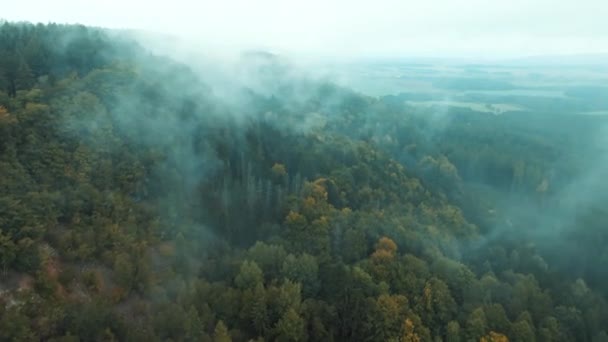 Drone View of Misty Forest, Widok z lotu ptaka na las rano z mgłą - Materiał filmowy, wideo