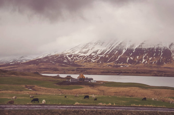 Les moutons pâturent dans la prairie de montagne près de la côte de l'océan, animaux domestiques en Islande. L'élevage ovin en milieu rural. Concept de faune sauvage libre, vie animale, élevage islandais. - Photo, image