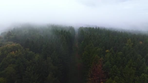 Foresta nella nebbia divisa da pali ad alta tensione. La tecnologia interferisce con la natura a scapito degli alberi. Vista aerea drone. - Filmati, video