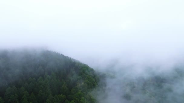Letecký pohled na zalesněný kopec pokrytý siluetami jehličnatých stromů v mlze. Tmavé stromy vytvářející kyslík v divočině za mlhavého rána - Záběry, video