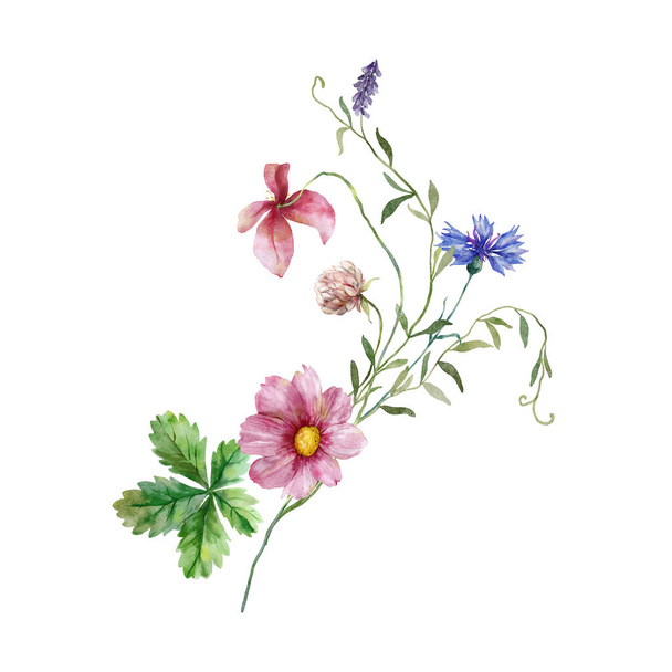 Vesiväri niitty kukkia kukkakimppu vaaleanpunainen apila ja violetti kukkia. Käsin maalattu kukka kuva eristetty valkoisella pohjalla. Suunnittelua, painatusta, kangasta tai taustaa varten - Valokuva, kuva