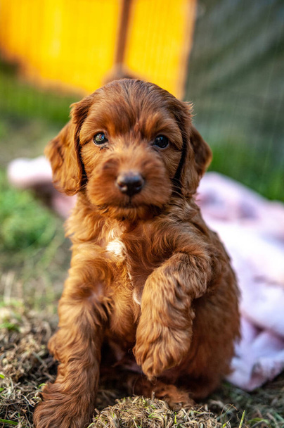 cute dog puppy on the grass - Photo, Image