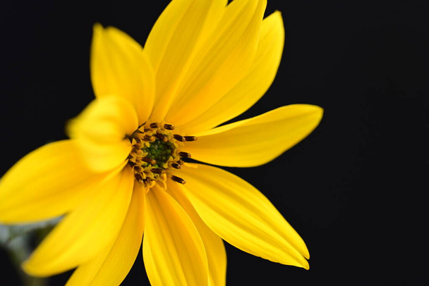 közelről gyönyörű virágzó sárga virág a sötét háttér - Fotó, kép