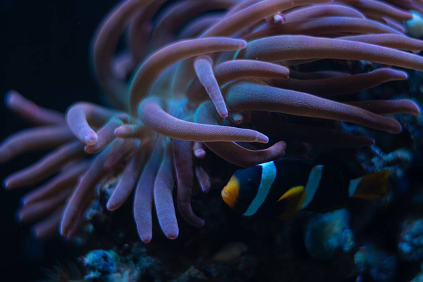 bubble tip anemone move poison tentacles in flow, pink fluorescent animal coexist and protect Clark's anemonefis, live rock stone, reef marine aquarium for experienced, LED actinic blue low light - Photo, Image