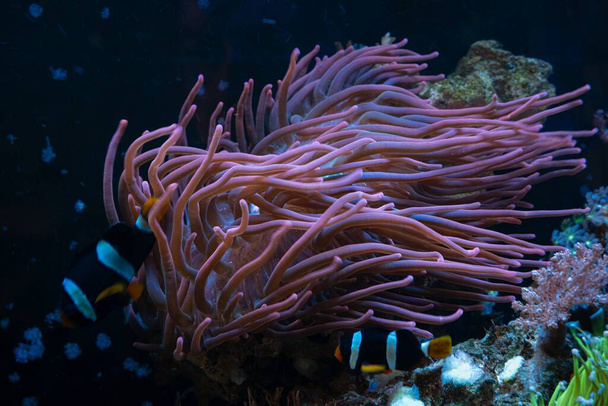 anemone a punta di bolla fluorescente, tentacoli movimento animale rosa e proteggere l'anemonefish sfocato di Clark, acquario marino di barriera corallina in pietra per la cura professionale, luce bassa blu LED, spazio libero, rifrazione del vetro - Foto, immagini