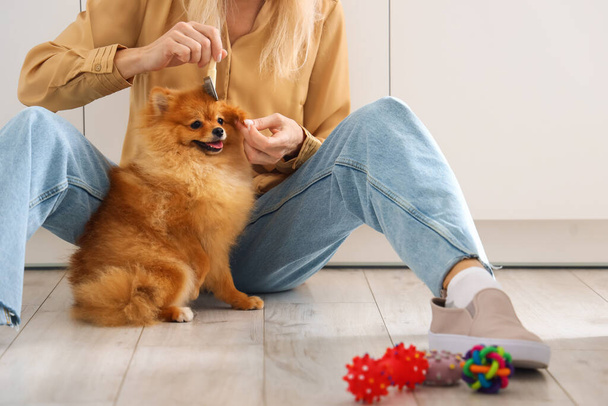 Mature woman brushing Pomeranian dog in kitchen - Photo, Image