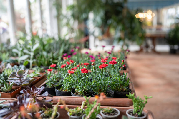 花屋の小さなプラスチックポットの植物. 温室に置かれた家の内部を多様化するように設計された緑の有機ポット植物の多種多様. 植物店,屋内ガーデニング. - 写真・画像