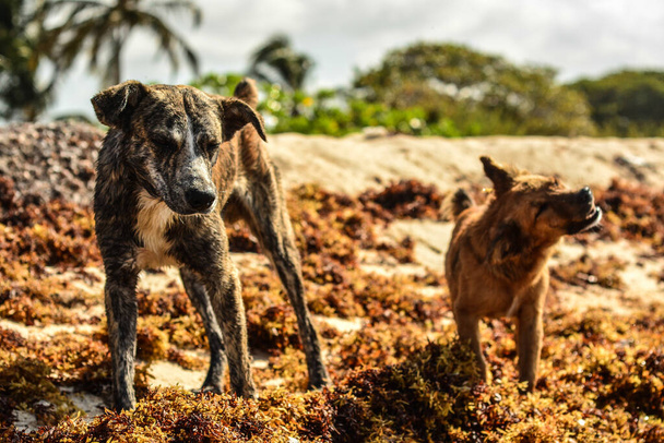 pes a pes na pláži - Fotografie, Obrázek