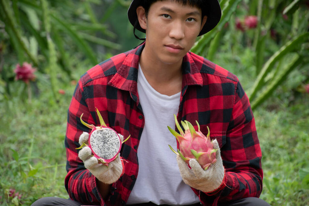 Nauka zbierania owoców pitaya za pomocą nożyczek przycinających azjatyckiego studenta uniwersytetu w lokalnym ogrodzie pitaya, miękkie i selektywne skupienie. - Zdjęcie, obraz