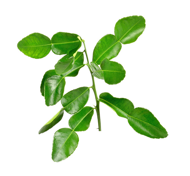 Bergamot leaves on white background - Fotó, kép