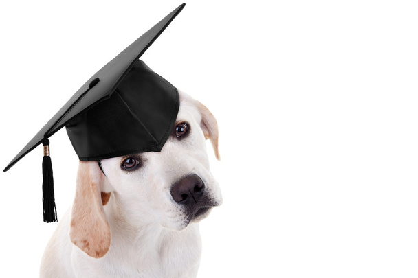 Graduation Graduate Dog - Zdjęcie, obraz