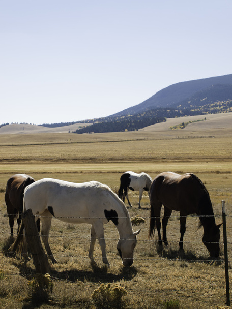 Pferde auf der Weide - Foto, Bild