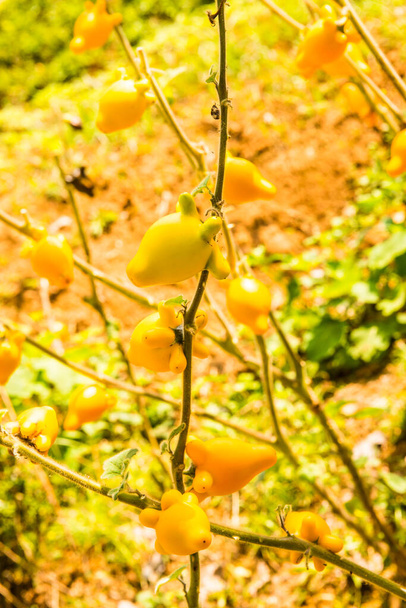 Prsaté nebo bradavkové ovoce na rostlině, Thajsko. - Fotografie, Obrázek