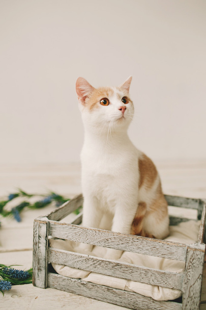 Cat sitting in box on white wooden floor - Photo, Image
