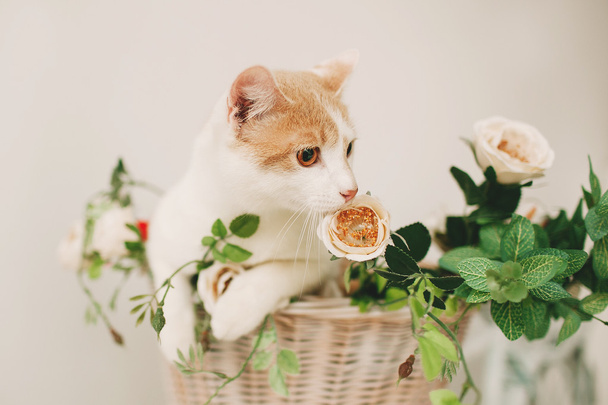 Cat with flowers in wicker basket of white retro bisycle - Fotoğraf, Görsel