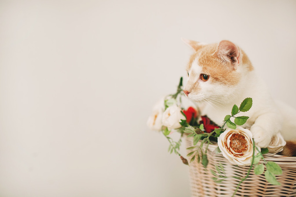 Gato com flores em cesta de vime de bicicleta retro branca
 - Foto, Imagem