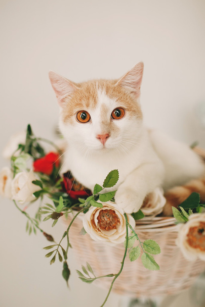 Cat with flowers in wicker basket of white retro bisycle - Zdjęcie, obraz