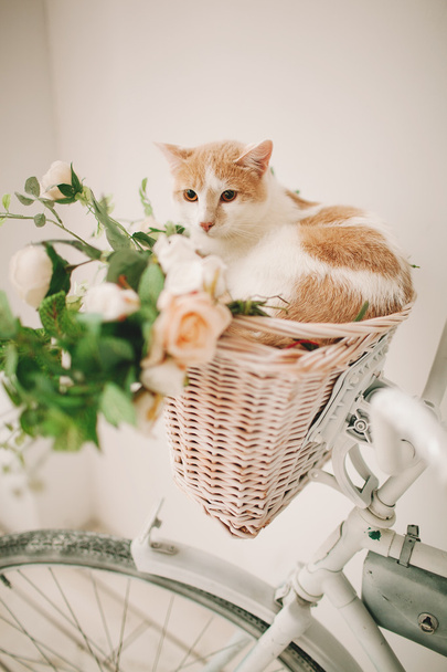Gato con flores en canasta de mimbre de bisciclo retro blanco
 - Foto, imagen