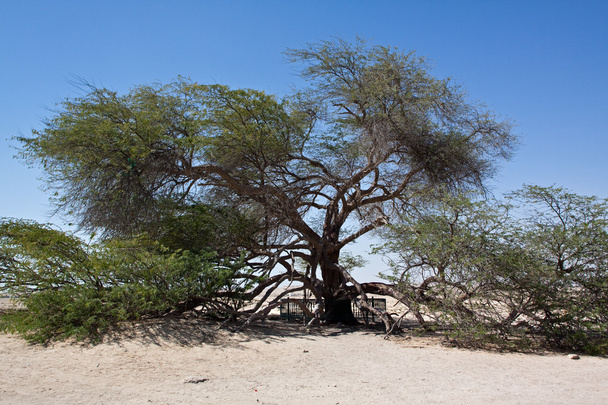Árvore da vida Barém
 - Foto, Imagem