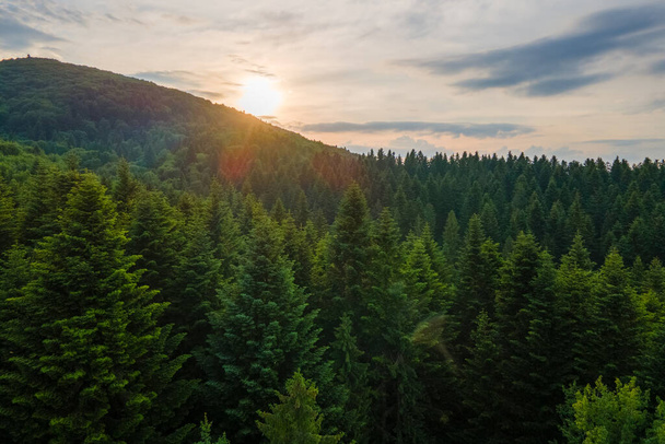 Повітряний вид зелених соснових лісів з темними ялинами покриває гірські пагорби на заході сонця. Дерев "яні пейзажі зверху.. - Фото, зображення
