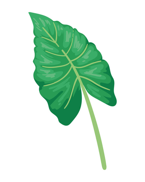 egzotyczna roślina liściasta naturalna izolowana ikona - Wektor, obraz