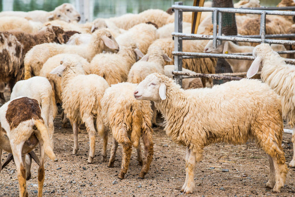Grupo de ovejas, Tailandia. - Foto, imagen