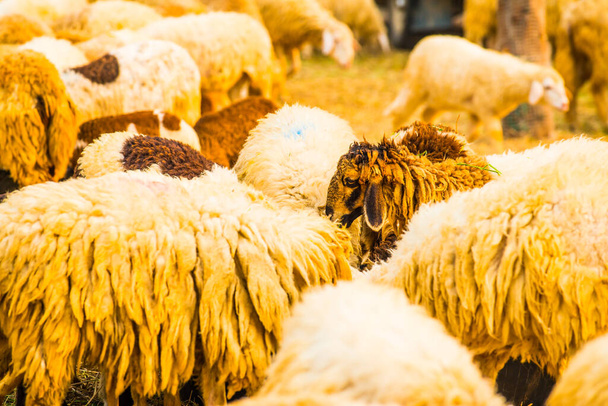 Группа овец, Таиланд. - Фото, изображение
