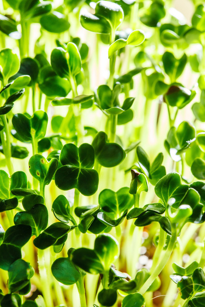 Nutritious green sprouts - Zdjęcie, obraz