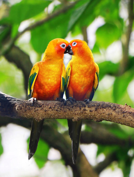 The love birds kissing on a tree branch - Photo, Image