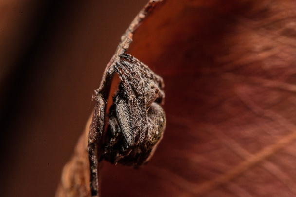 Szary krzyż pająk (Larinioides sclopetarius) wznosi się na brązowe liście - Zdjęcie, obraz